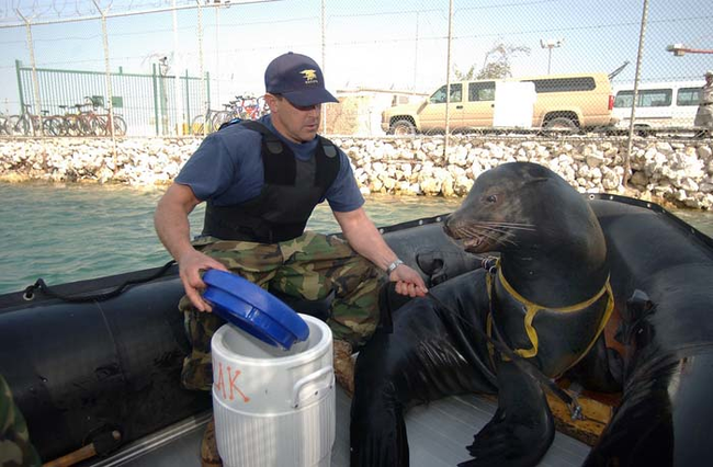 4.) Sea Lions.