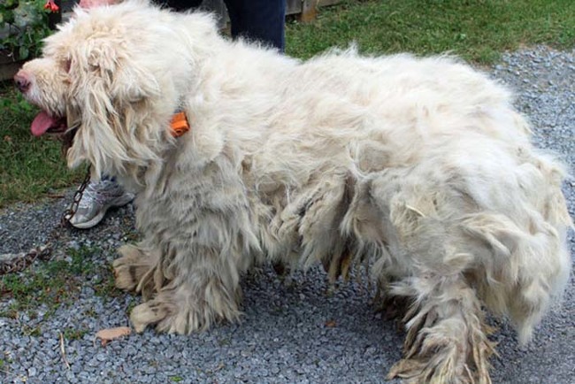 Leo was covered with overgrown hair and matted fur.