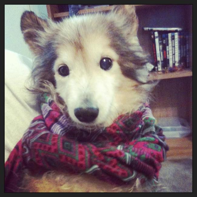 And they landed on him being a Shetland Sheepdog, an age of somewhere between 8 and 12 with a weigh-in of 7.3 lbs.