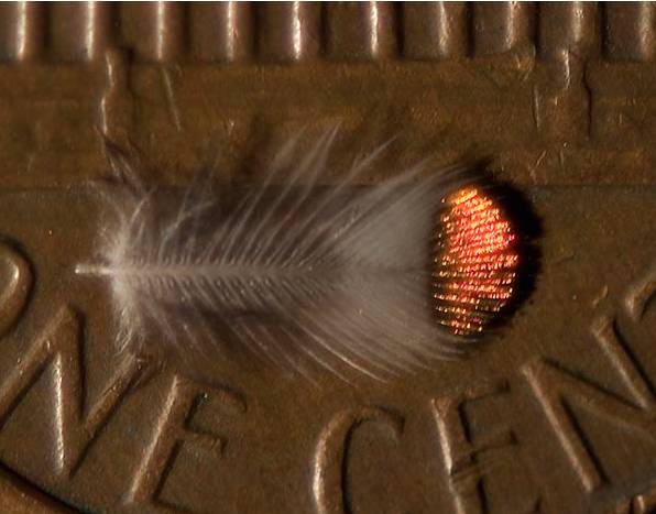 This tiny feather comes from an Anna's hummingbird, and it's resting on a penny for scale!