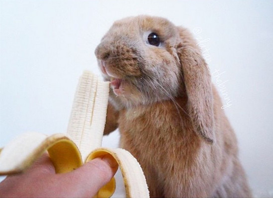 "What? I like bananas, so sue me!"