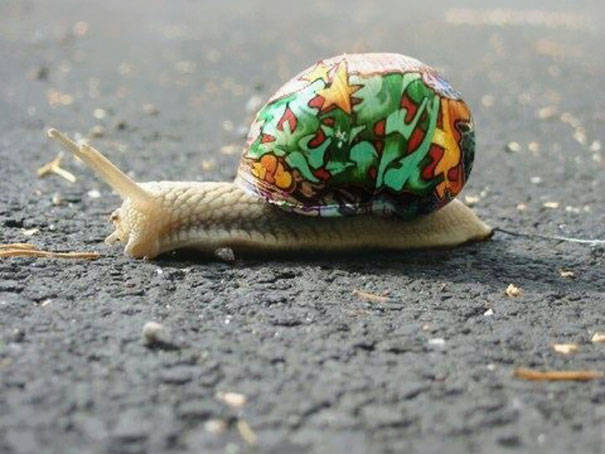 This intricate, graffiti-style paint job compliments this pale snail.