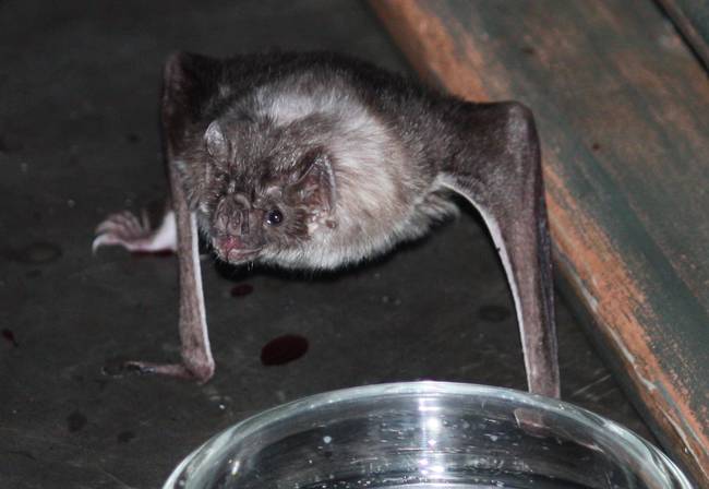 Known for their fangs, their suspicious relationship with the night, and their allegiance with blood-sucking Trannsylvanians, vampire bats actually prefer the blood of cows and goats over humans.