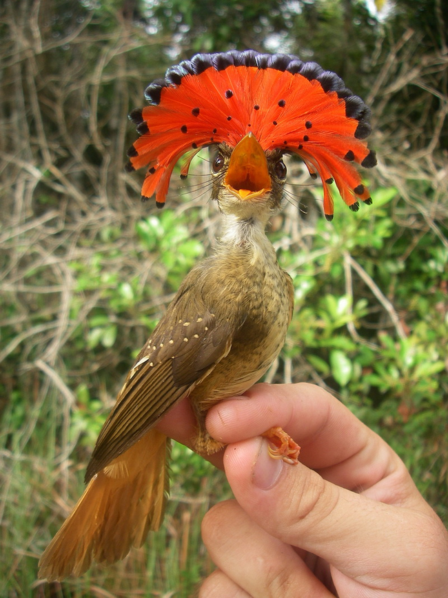 9.) Royal Flycatcher