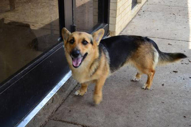 Corman shepherd: corgi and German shepherd