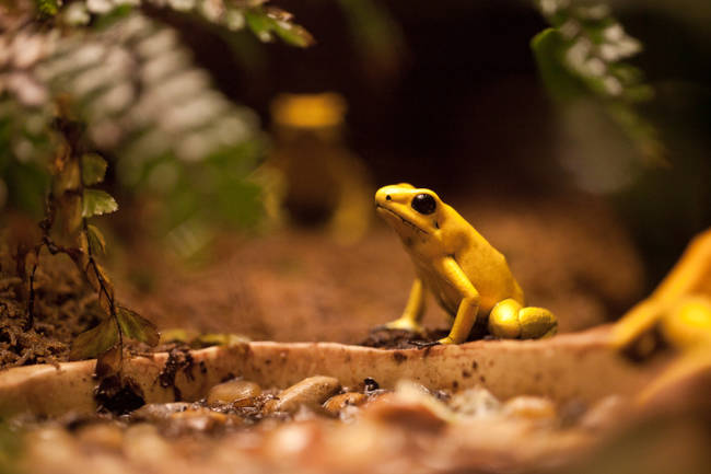 A golden poison dart frog has <a href="https://animals.nationalgeographic.com/animals/amphibians/golden-poison-dart-frog/" target="_blank">enough venom</a> to kill 10 adults.