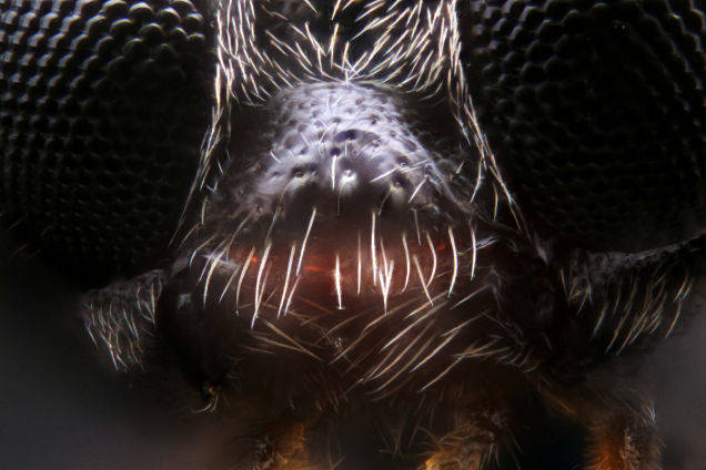 A black wasp face.