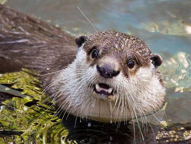 How dare you tell this otter he smells like shellfish.