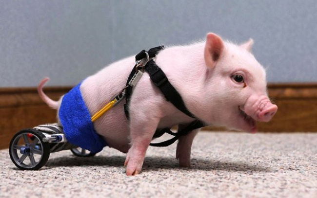 1.) This little piglet, named Chris P. Bacon, was born without the use of his back legs. So a veterinarian made him this snazzy wheelchair out of K'Nex!