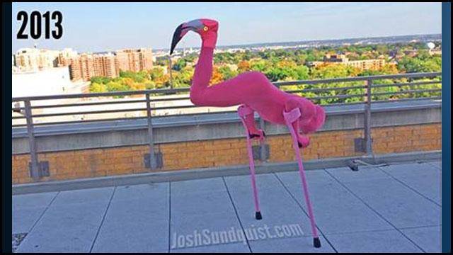 2013 - Pink Flamingo