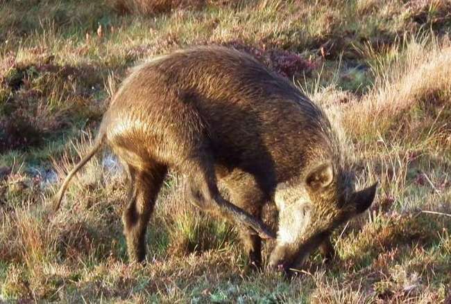 11.) The iron age pig is a combination of pig and boar and was most likely created after one of their friends set them up on a little pig date in the woods. (That's my guess, anyway.)