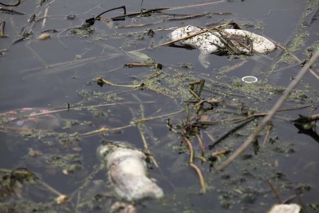 This kind of dirty water, like the remnants of Hurricane Katrina, are breeding grounds for bacteria, viruses and amoebas.