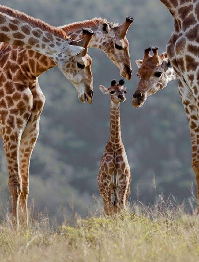 These gorgeous giraffes.