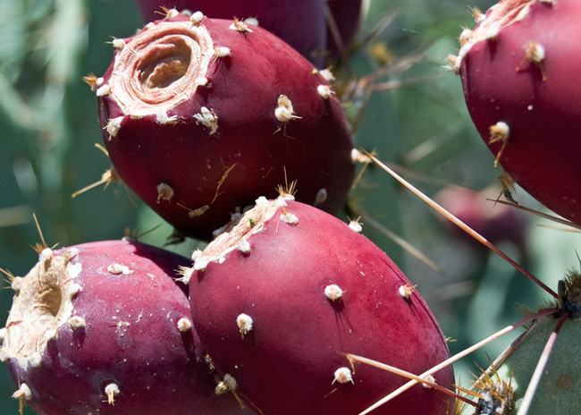 14.) Prickly Pears: The spiky fruit found on cacti is full of anti-inflammatory agents.