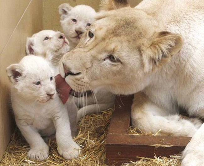 5.) But lion cubs? They need it every day.