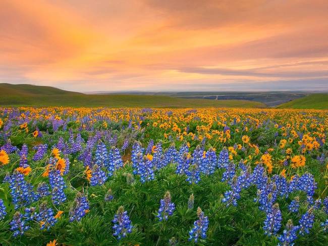 Valley of Flowers National Park, India