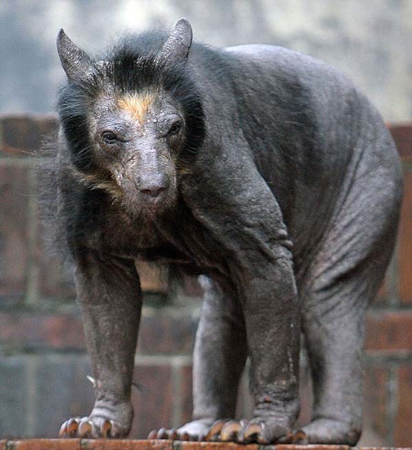 2.) Spectacled Bears: Dolores the spectacled bear, and her female companions at a zoo in Germany, all lost their hair.