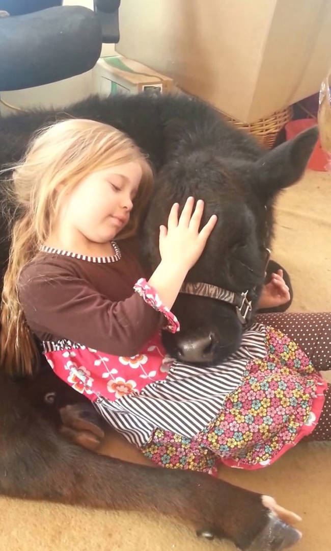 This cow <a href="https://animals.viralnova.com/girl-and-her-cow/" target="_blank">loves a good cuddle</a> too.