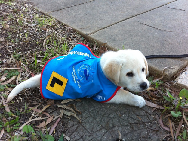 Wish your little guy went to the bathroom faster? Check this out. Guide dogs poo on command!