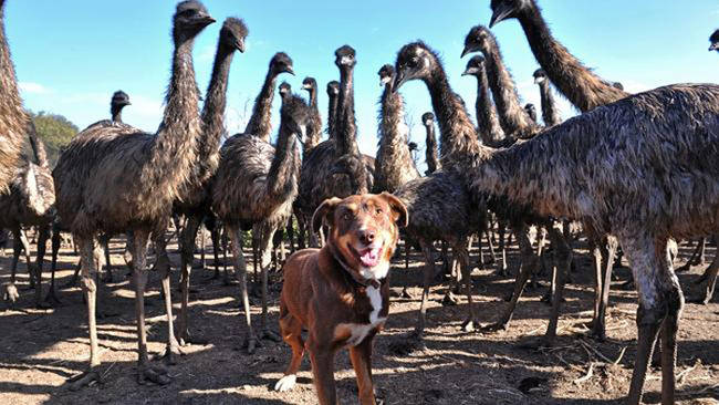 Once the emus are older and in the paddock, it's impossible to herd them so Chip acts mostly as body guard.