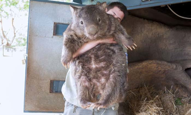 Wombats may look like big rodents (like capybaras), but they are marsupials.