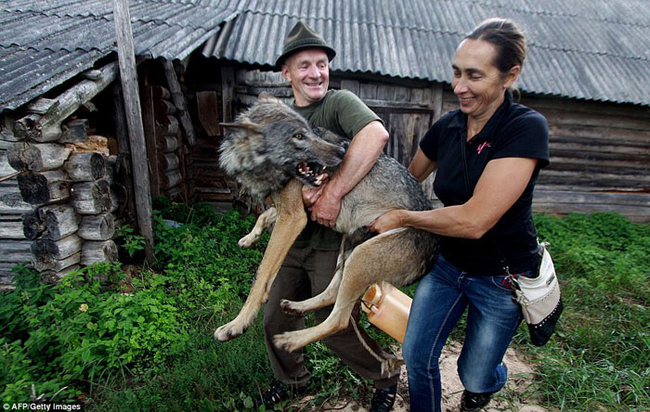 Her father Oleg, left, tamed the wolves after bringing them home in 2009.