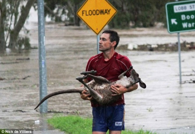 17.) This baby kangaroo was rescued from the floods in Ipswich, Australia.