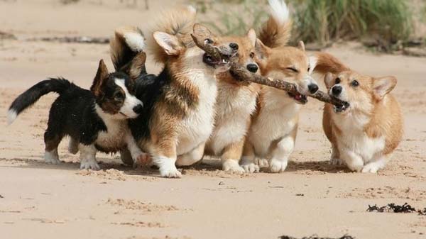 7.) Cute teamwork is the best teamwork.