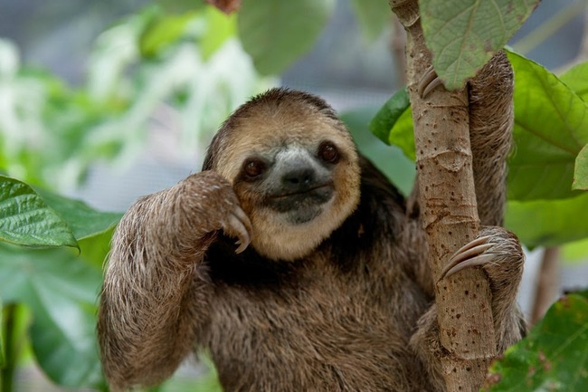 Just thinkin' 'bout sloth stuff.