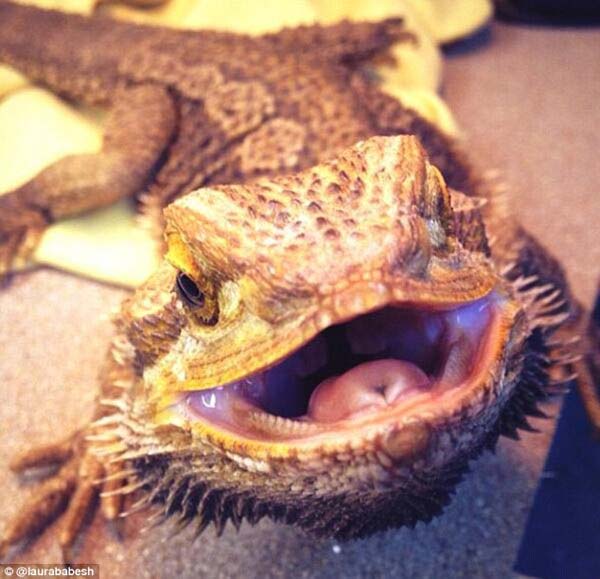 11.) Bearded dragon selfies are sharp.