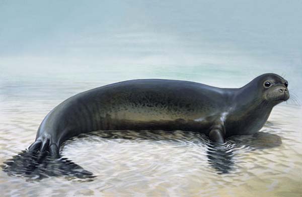 4.) Caribbean Monk Seal (2008)