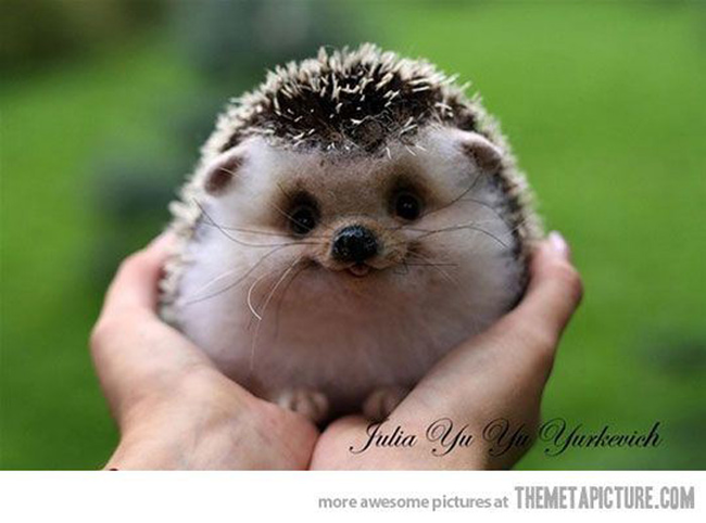 14.) This precious porcupine.