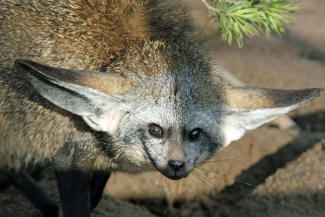 12.) Bat-Eared Fox.