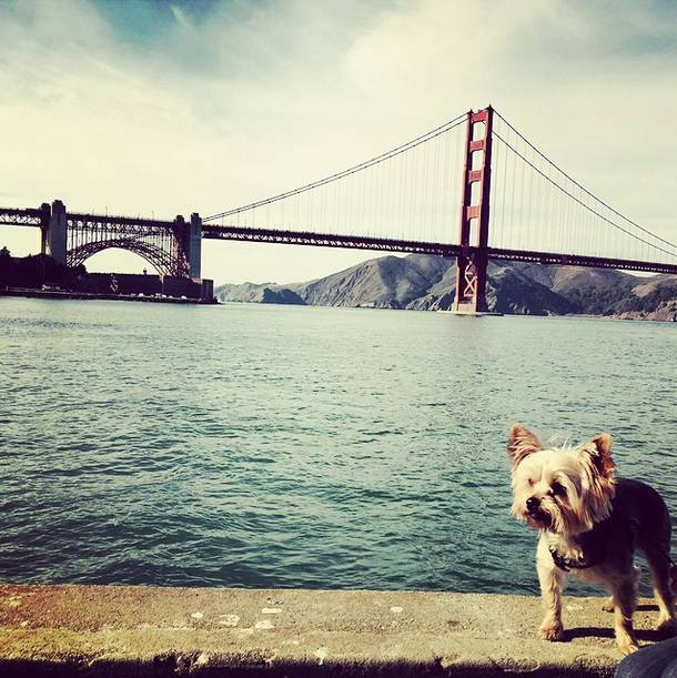 <a href="https://instagram.com/duke_of_the_yorkies/" target="_blank">Duke the Yorkie</a>