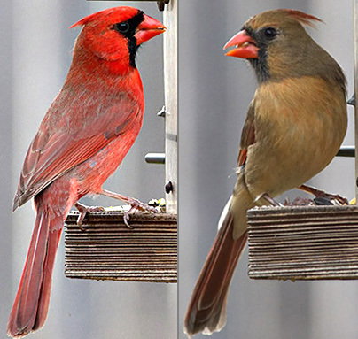 Here is comparison of two normal cardinals. On the left is a male, and on the right is a female. See how the hybrid bird blends?