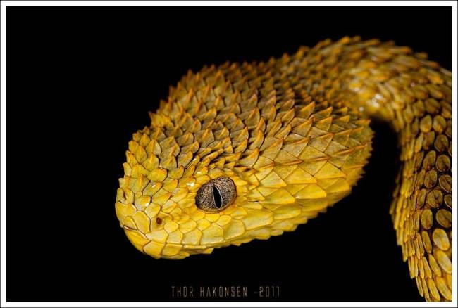 Atheris Squamigera