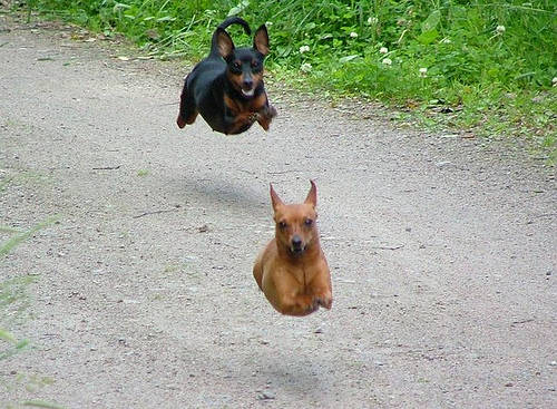 Super-dogs.