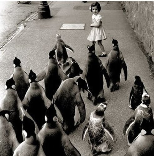 10.) Penguins on the loose!