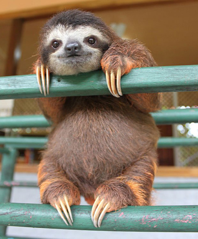 15.) This stunning sloth.