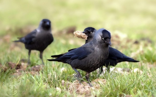 6.) Crows are actually super smart. They even play pranks on each other just for fun.