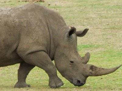 13. Rhino horn: $55/gram, $25,000/pound