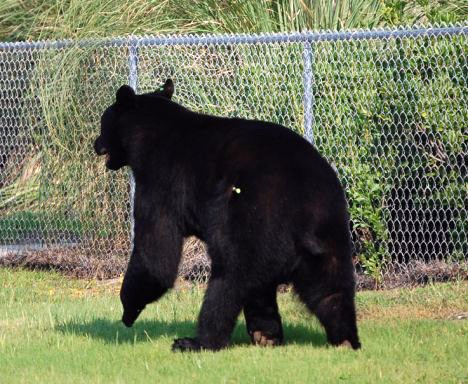 But the dart sent the bear into a panic and he ran towards the ocean, evading officers.