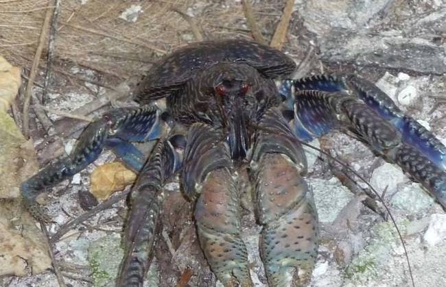 The good news is that they only inhabit a very small part of the world. Coconut crabs can be found on islands around the Indian Ocean, and near parts of the Pacific Ocean.