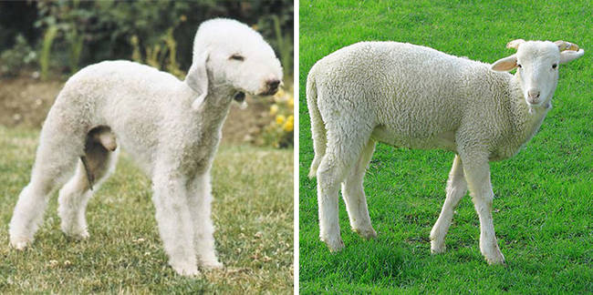 2.) Dog looks like a sheep
