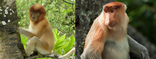 Proboscis Monkeys display how DNA can make nose jobs necessary.