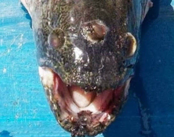 6.) Mutated Three-Eyed Wolf-Fish