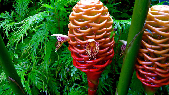 Beehive Ginger (Zingiber spectabile)