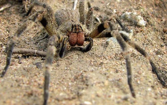 4.) The Brazilian Wandering Spider.