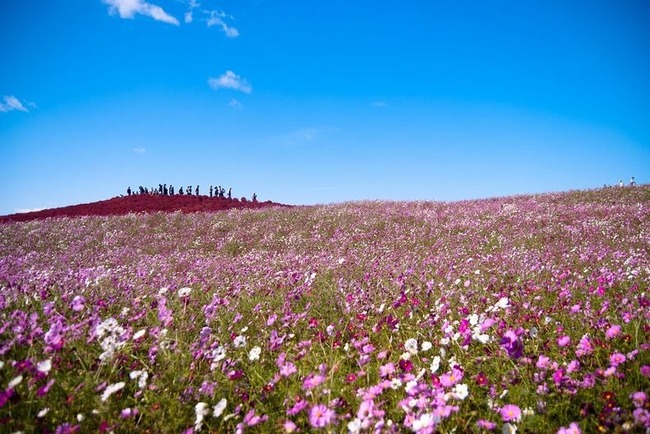 Some of the other flowers at Hitachi Seaside Park.