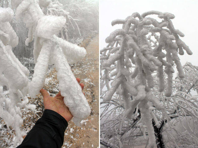 The fog froze to anything it could stick to, especially trees and animals.